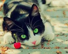 Схема вышивки «Коташка»