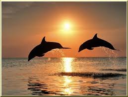Дельфины - животные, лето, море - оригинал