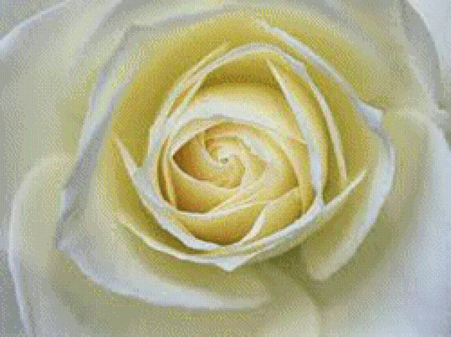 Белая роза - роза, цветы - предпросмотр