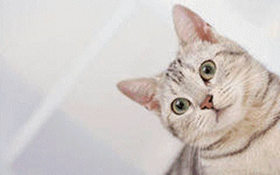 Коташка - коты, животные - предпросмотр