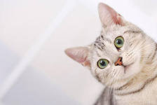 Схема вышивки «Коташка»