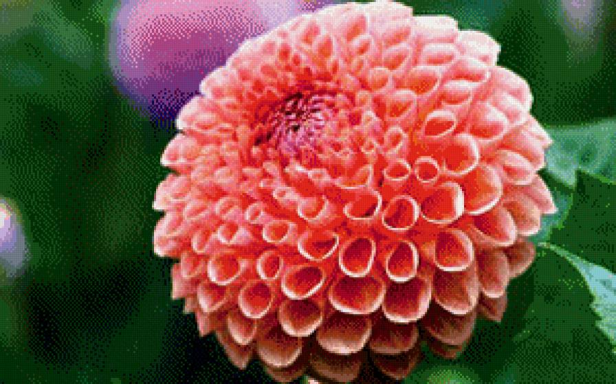 Георгин - цветы - предпросмотр