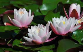 Лотос - цветы - оригинал