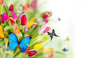Бабочки и тюльпаны - цветы, бабочки, тюльпаны - оригинал