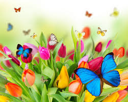 Бабочки и тюльпаны - тюльпаны, цветы, бабочки - оригинал