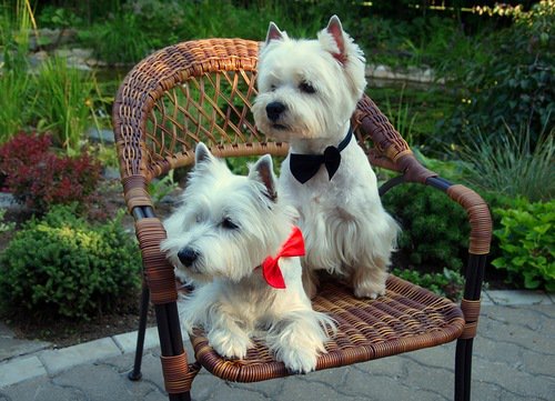 Собаки - животные - оригинал