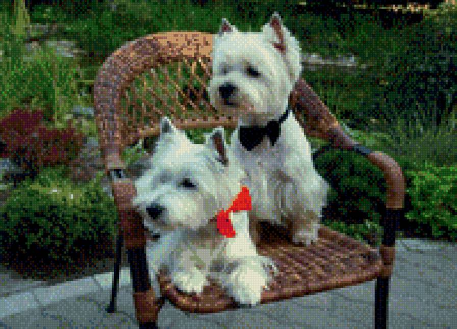 Собаки - животные - предпросмотр