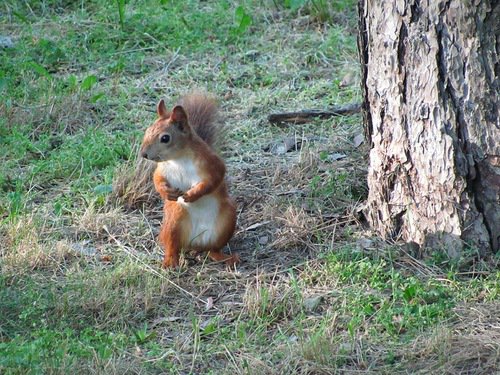 Белка - животные - оригинал