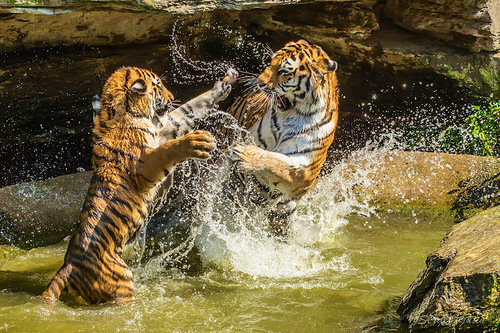 Тигры - природа, звери - оригинал