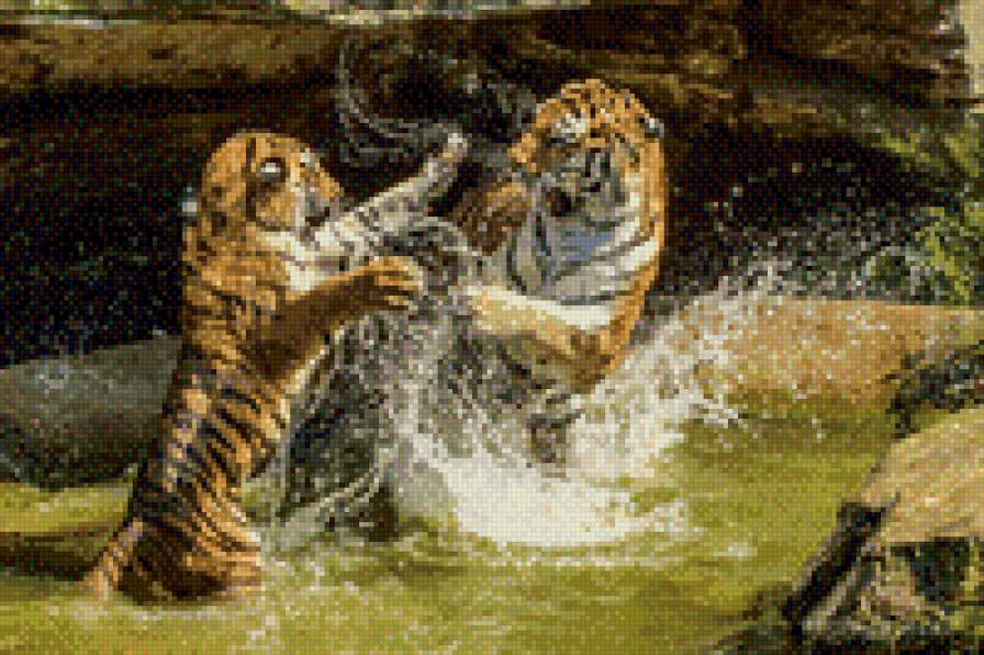 Тигры - природа, звери - предпросмотр