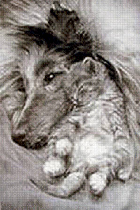 Друзья - собаки, дружба, коты, животные - предпросмотр