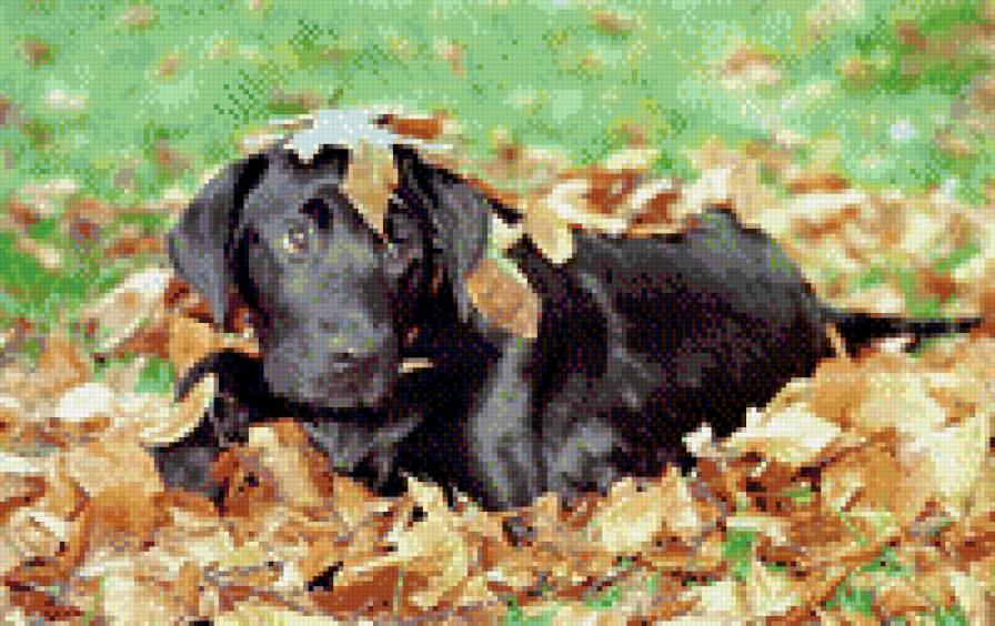 Собака - осень, животные - предпросмотр