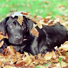 Схема вышивки «Собака»