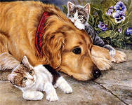 Лучший друг - дружба, коты, животные, собаки, любовь - оригинал
