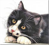 Схема вышивки «Коташка»