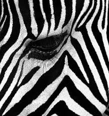 Зебра - животные, монохром, зебра - оригинал