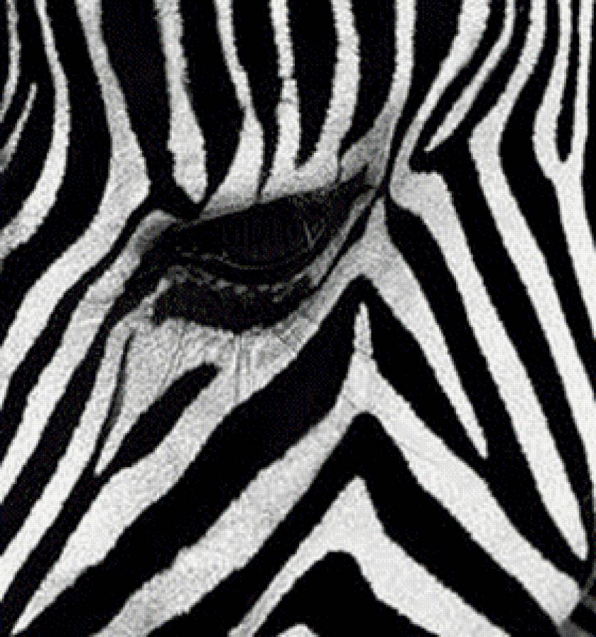 Зебра - монохром, животные, зебра - предпросмотр