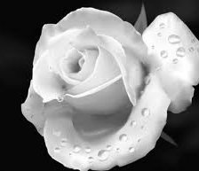 Схема вышивки «Роза»