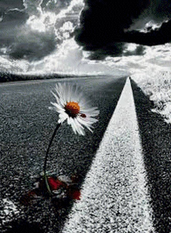 ромашка - монохром, природа, ромашка, цветы, пейзаж - предпросмотр