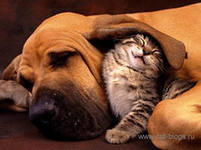 Дружба - кошки, животные, собаки - оригинал