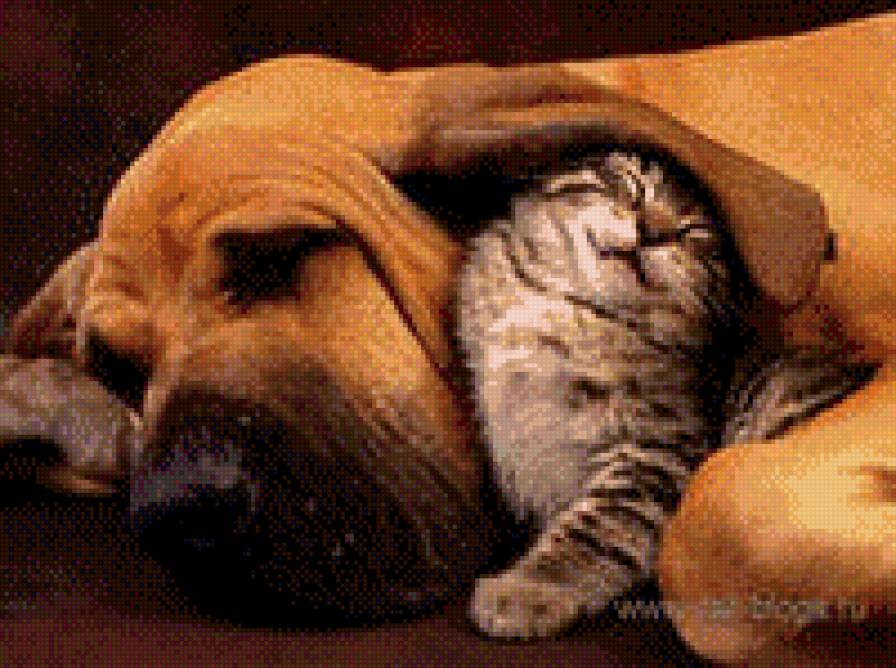 Дружба - животные, собаки, кошки - предпросмотр