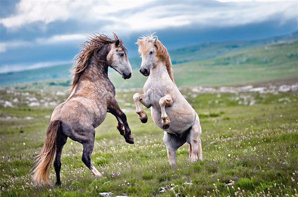 Лошади - животные природа - оригинал