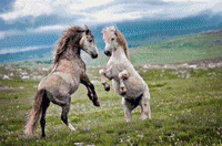 Лошади - животные природа - предпросмотр