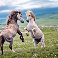 Схема вышивки «Лошади»