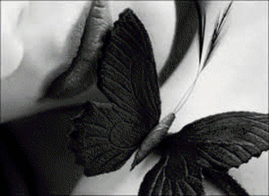 Бабочка - люди, монохром, красота, бабочка, женщина - предпросмотр