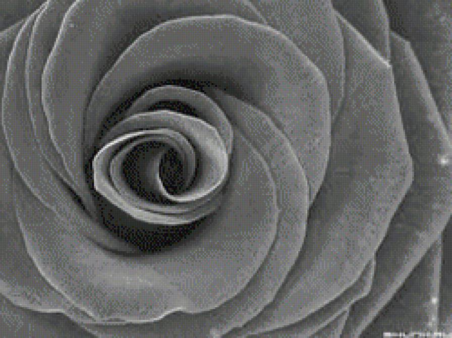 роза - цветы, роза, монохром - предпросмотр