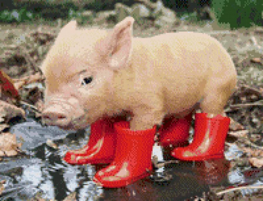 Поросенок - обувь, животные, осень, лужи - предпросмотр