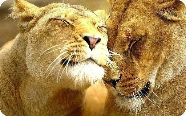 львы - оригинал