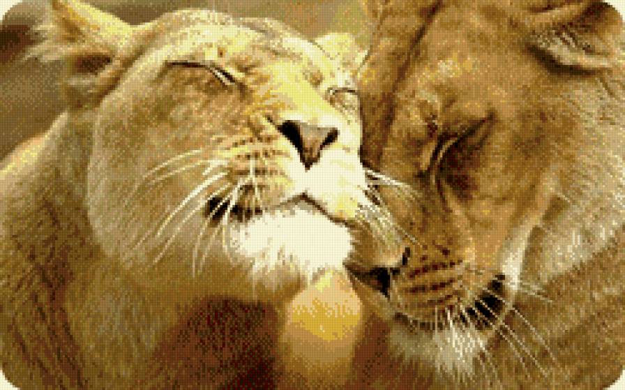 львы - предпросмотр