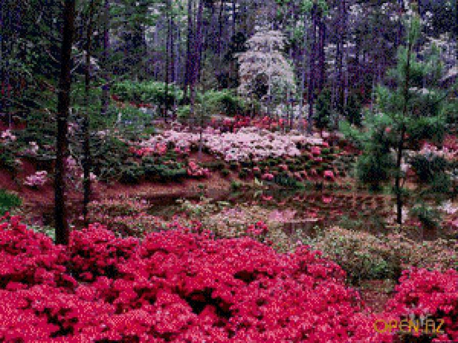 малиновый рай - цветы, пейзажи, природа - предпросмотр