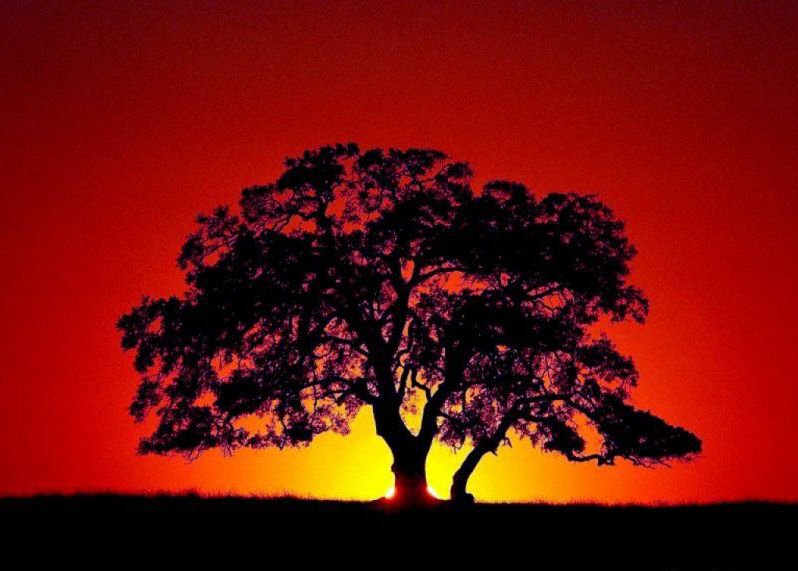 саванна - закат, деревья - оригинал