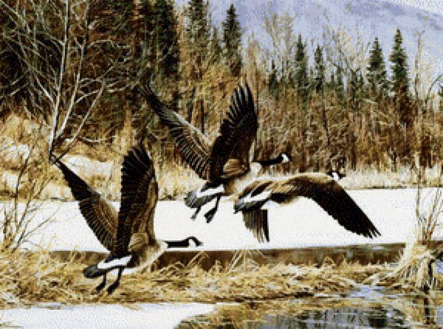 полет уток - природа, озеро, утки, зима, пейзаж, птицы - предпросмотр
