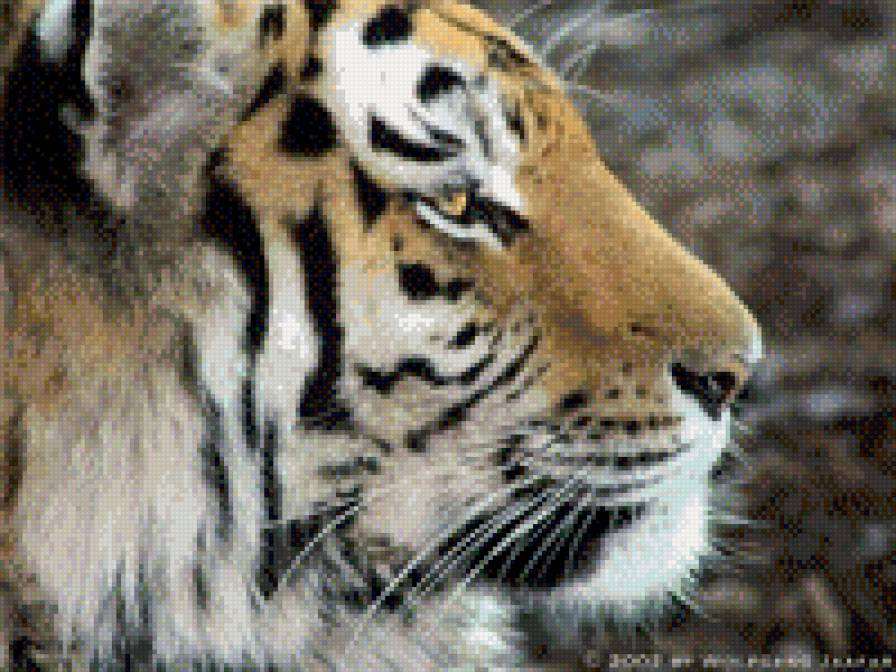 царь - животные, тигры - предпросмотр