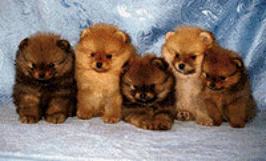 дружная компания - щенки, животные - предпросмотр