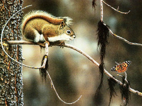 белка и бабочка - природа, животные, белка, бабочка, лес - оригинал