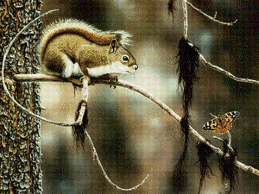 белка и бабочка - природа, животные, лес, белка, бабочка - предпросмотр