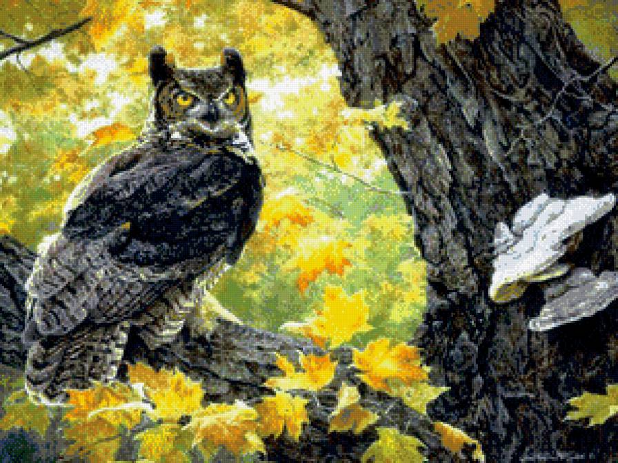 сова - сова, природа, осень, птицы, деревья, филин - предпросмотр