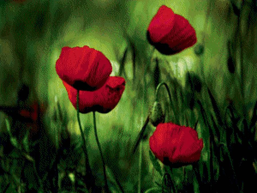 маки - маки, цветы - предпросмотр