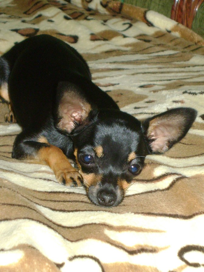 той терьер Джесси - той - оригинал