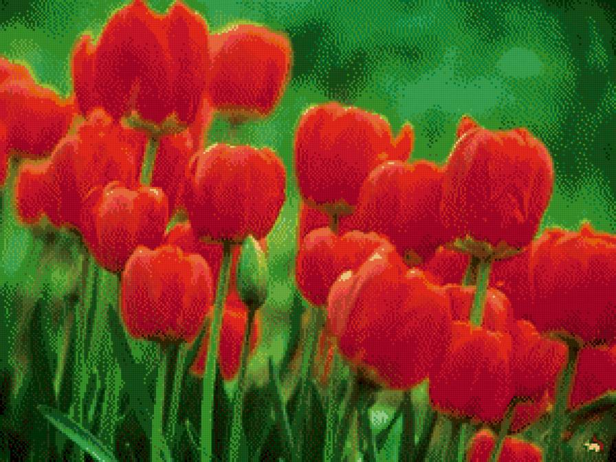 тюльпаны - тюльпан, тюльпаны, цветы - предпросмотр