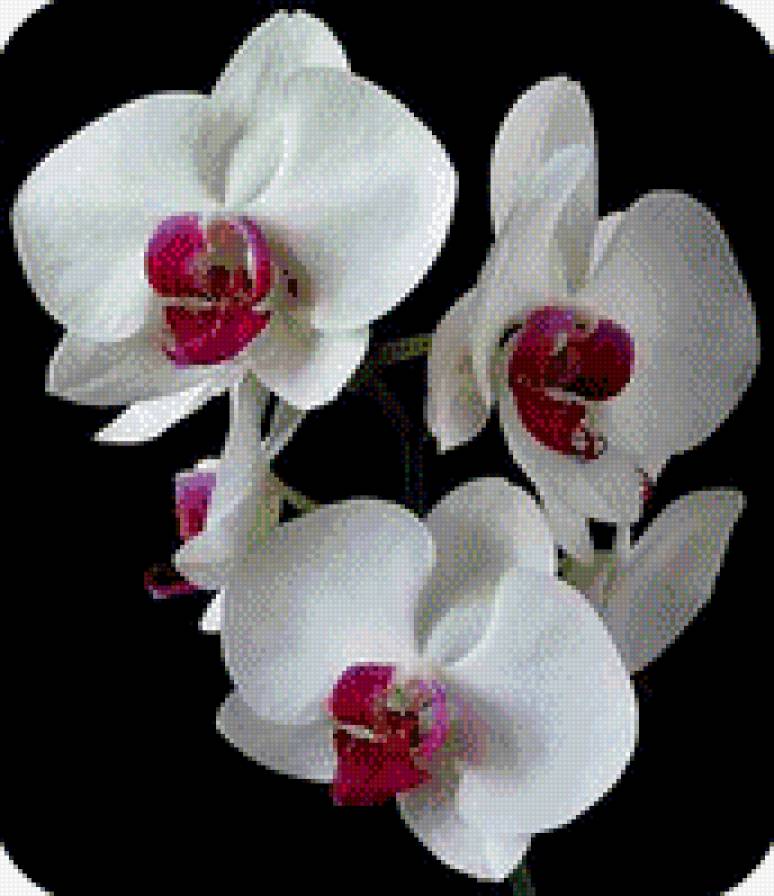 орхидея - предпросмотр