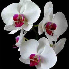 Схема вышивки «орхидея»