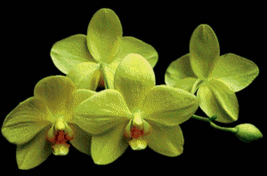 орхидея - цветы, орхидея - предпросмотр