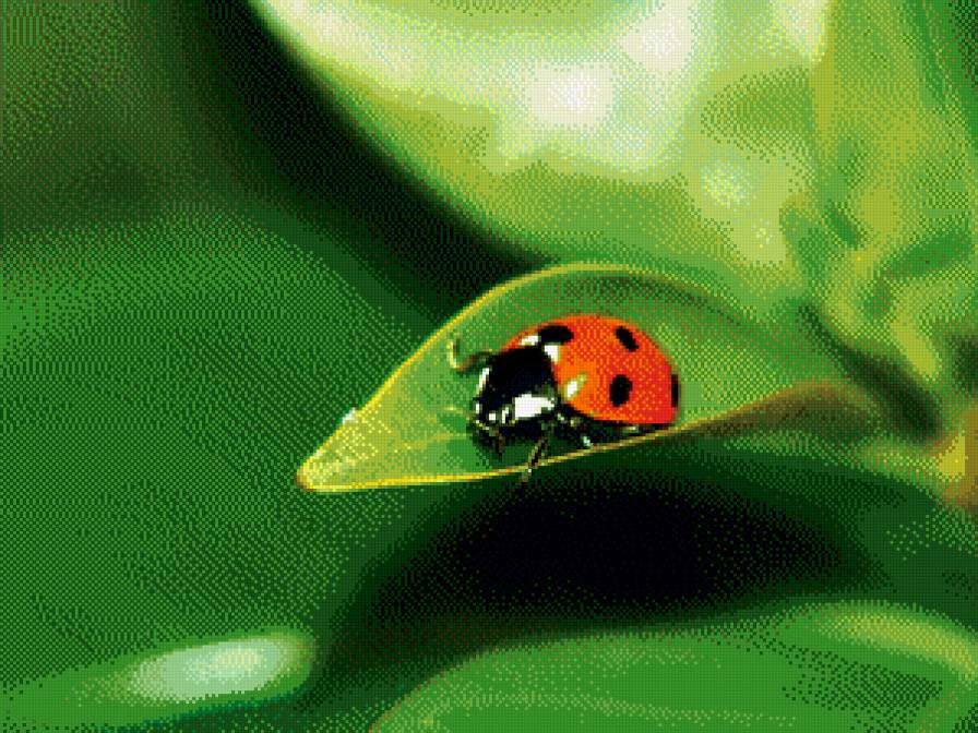 природа - природа, цветы - предпросмотр