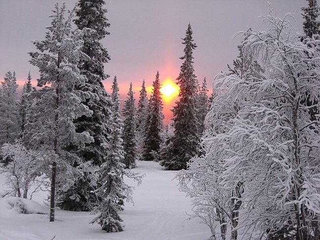зима - природа, зимлний лес, зима, пейзаж - оригинал