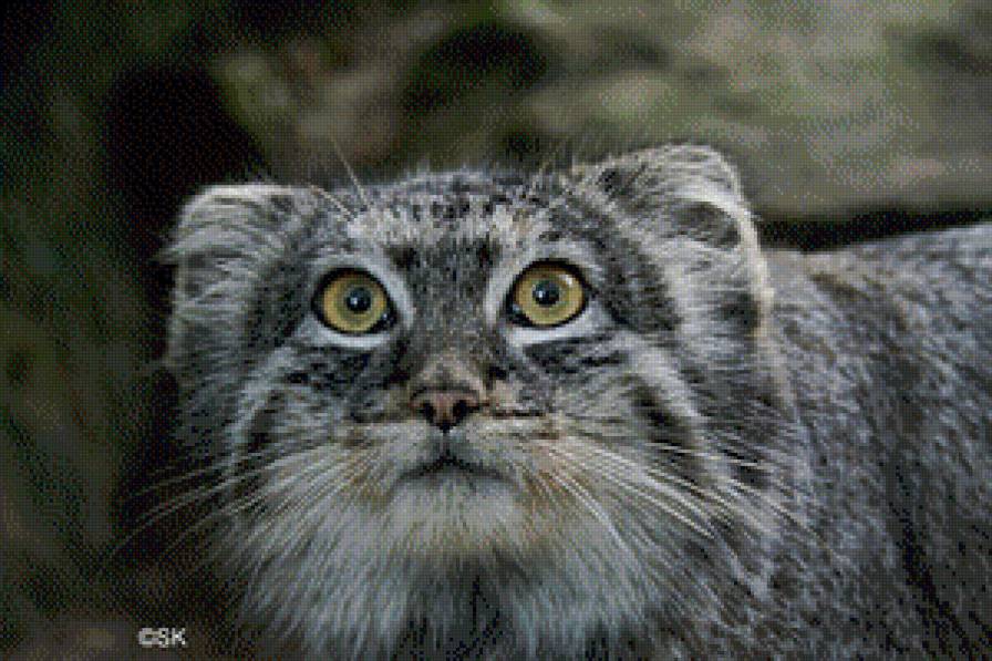 манул - предпросмотр